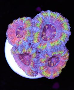 Jigglypuff Acan Coral Frag (Row #51:B)