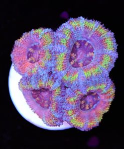 Jigglypuff Acan Coral Frag (Row #51:B)