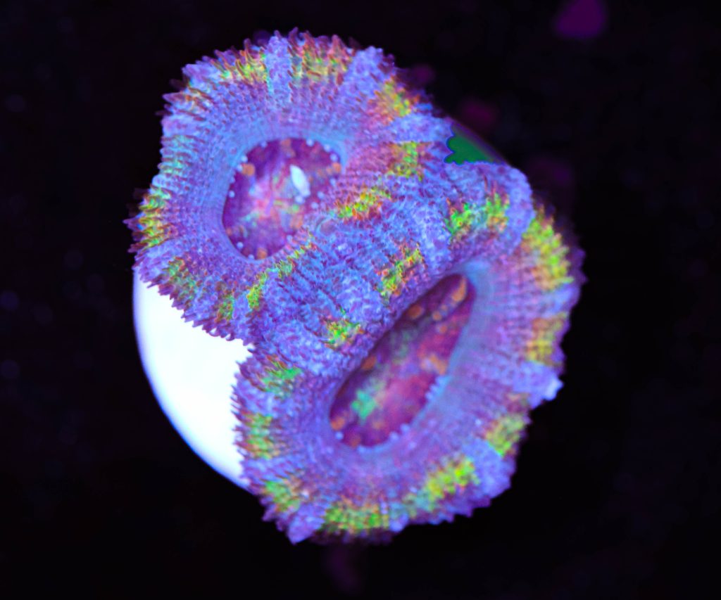 Frag Box Corals
