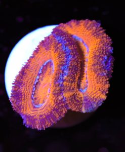 Orange Tiger Acan Frag (Row #64)