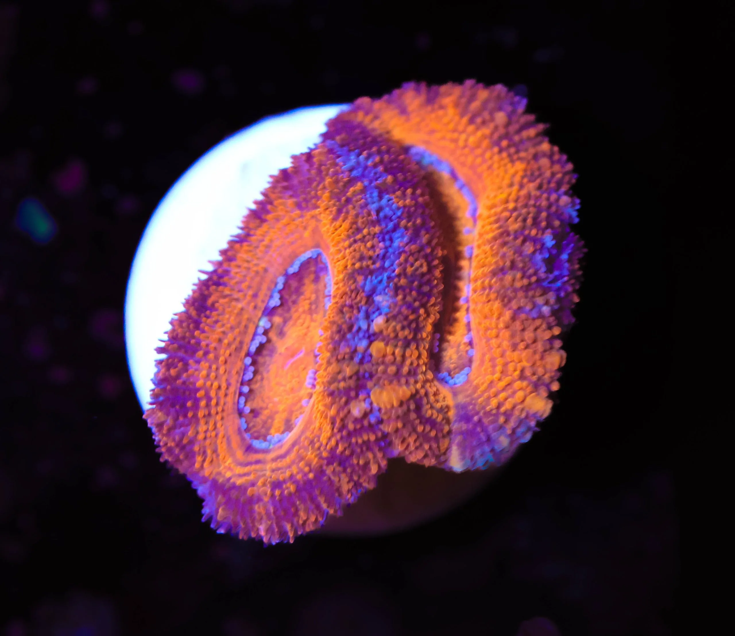 Frag Box Corals
