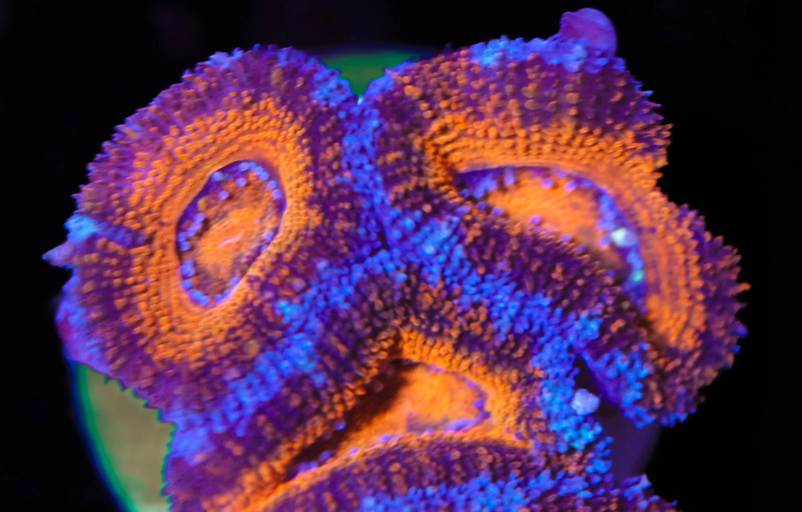 Frag Box Corals