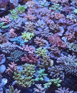 150+ new acropora colonies have have arrived