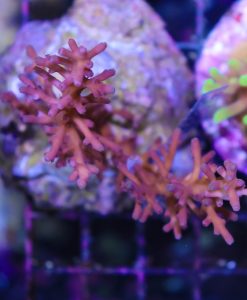 Wysiwyg Acropora Enchinata Colony #1