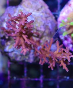 Acropora Enchinata Frag