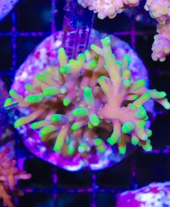 Wysiwyg Acropora Caroliniana Colony *rare* #2 SOLD