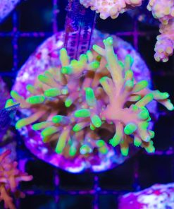 Wysiwyg Acropora Caroliniana Colony *rare* #2 SOLD