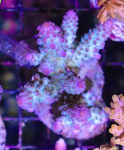 Wysiwyg Acropora Colony #3