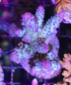Northern Light Acropora Frag