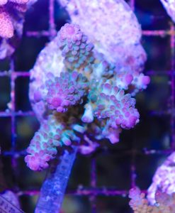 Wysiwyg Acropora Colony #4