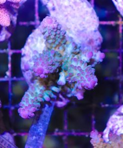 Wysiwyg Acropora Colony #4