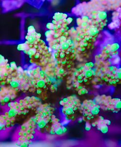 Wysiwyg Golden Budha Acropora Colony #5