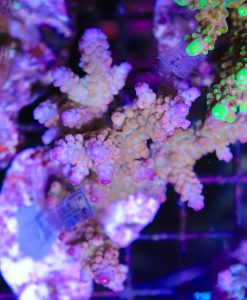 Wysiwyg Acropora Colony #6