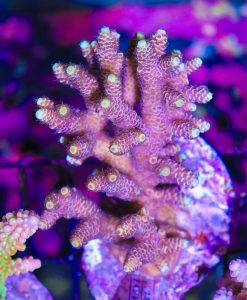 Wysiwyg Acropora Colony #7