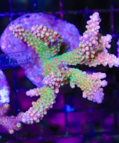 Wysiwyg Acropora Colony #8