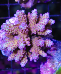 Wysiwyg Triple Treats Acropora Colony #9