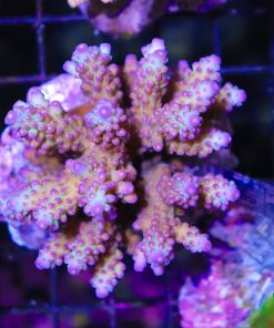 Triple Treats Acropora Frag