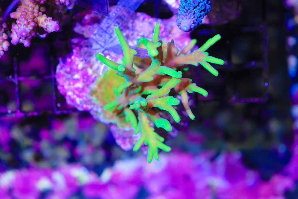 Frag Box Corals