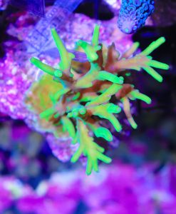 Wysiwyg Acropora Colony #10 SOLD