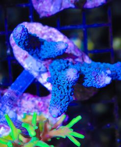 Blue Jedi Acropora Hoekeseami Frag ~1 - 1.5'' (A5)