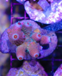 Wysiwyg Acropora Humilis Colony #12