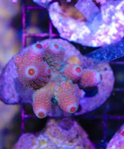 Wysiwyg Acropora Humilis Colony #12