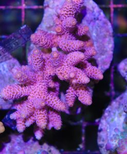 Wysiwyg Acropora Colony #14