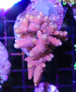 Wysiwyg Acropora Colony #15