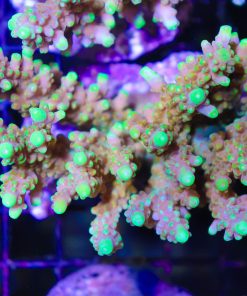 Golden Buddha Acropora Rosario Frag ~1 - 1.5''