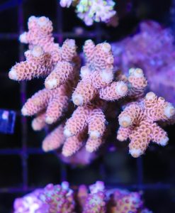 Wysiwyg Acropora Colony #17