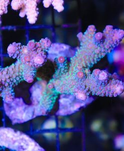 Wysiwyg Acropora Colony #18