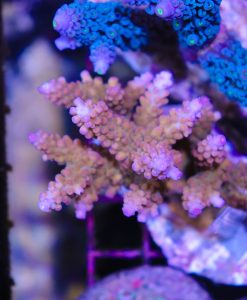 Wysiwyg Acropora Colony #19