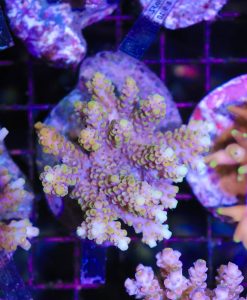 Wysiwyg Acropora Colony #20