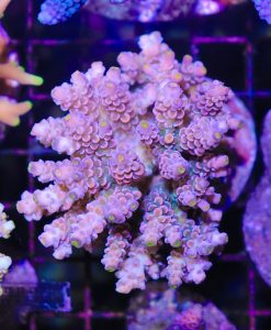 Wysiwyg Acropora Colony #21
