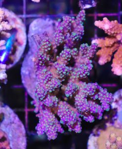 Wysiwyg Acropora Colony #22