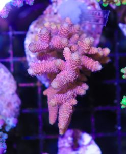 Hot Pink Millepora Frag ~1 - 1.5''