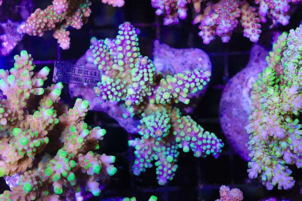 Frag Box Corals