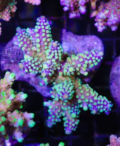 Wysiwyg Acropora Secale Colony #23
