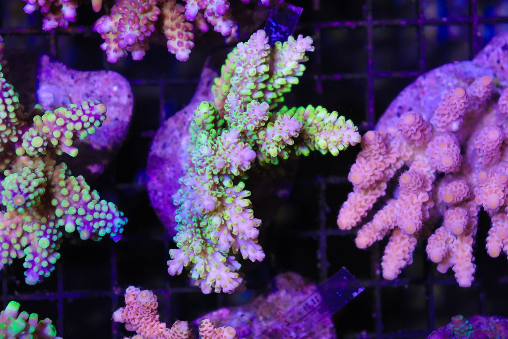 Frag Box Corals