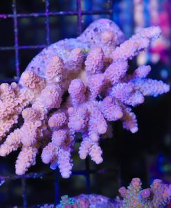 Wysiwyg Acropora Colony #24