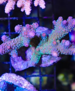 Wysiwyg Acropora Colony #25