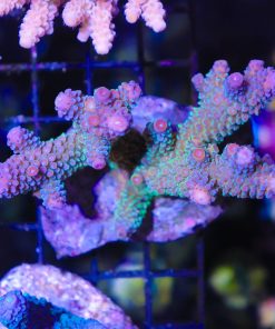 Wysiwyg Formosa Acropora Colony #25