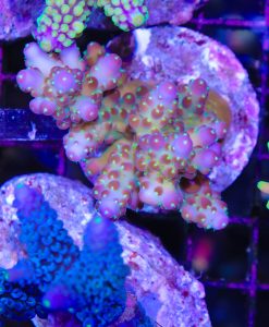 Wysiwyg Acropora Colony #27