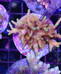 Wysiwyg Acropora Colony #28