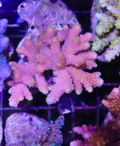 Wysiwyg Acropora Colony #29