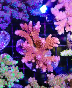 Wysiwyg Acropora Colony #31