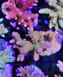 Wysiwyg Acropora Colony #32