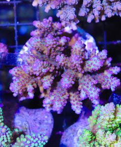 Wysiwyg Acropora Colony #33
