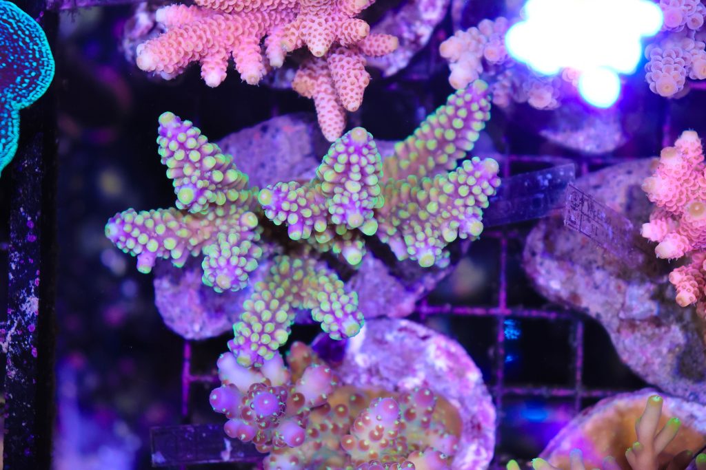 Frag Box Corals