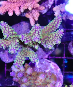 Acropora Secale Frag